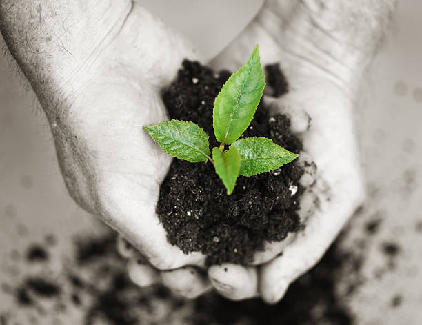 Símbolo de manos sosteniendo una planta - foto de stock