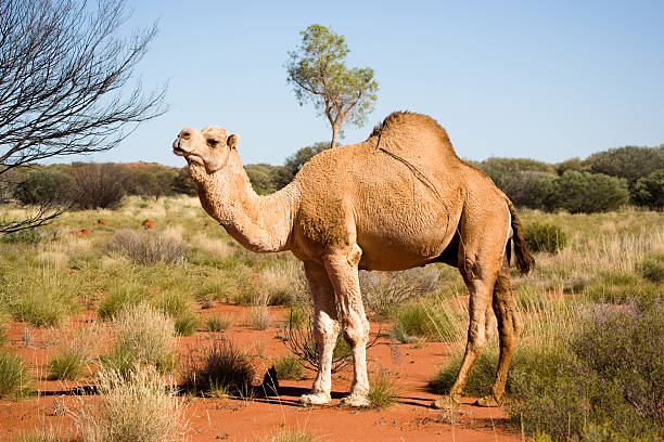 Feral Australian Camel A camel is an even-toed ungulate within the genus Camelus, bearing distinctive fatty deposits known as humps on its back. There are two species of camels: the dromedary or Arabian camel has a single hump, and the Bactrian camel has two humps. They are native to the dry desert areas of West Asia, and Central and East Asia, respectively. Both species are domesticated to provide milk and meat, and as beasts of burden. dromedary camel photos stock pictures, royalty-free photos & images