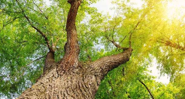 istock Old giant linden tree with fresh young foliage. 1468239519