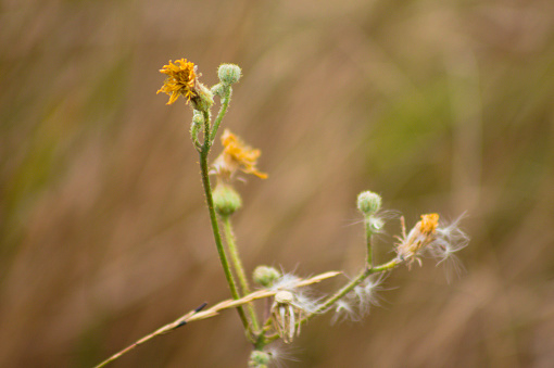 close-up of fluffy perennial sowthistle with blurred background