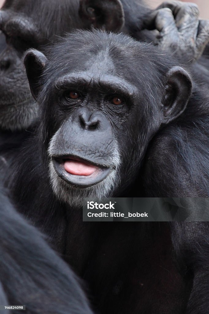 Chimpanzee making a funny face Animal Stock Photo