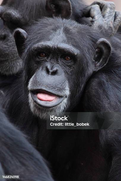 Chimpanzee Making A Funny Face Stock Photo - Download Image Now - Animal, Animal Body Part, Animal Head