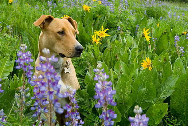 canidés de fleurs sauvages - wildflower flower colorado lupine photos et images de collection