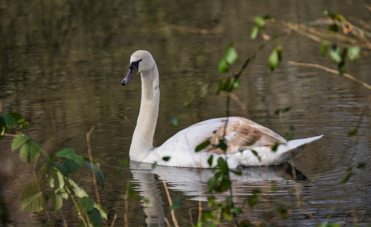 Beautiful swan in English waters