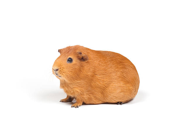 Guinea pig stock photo