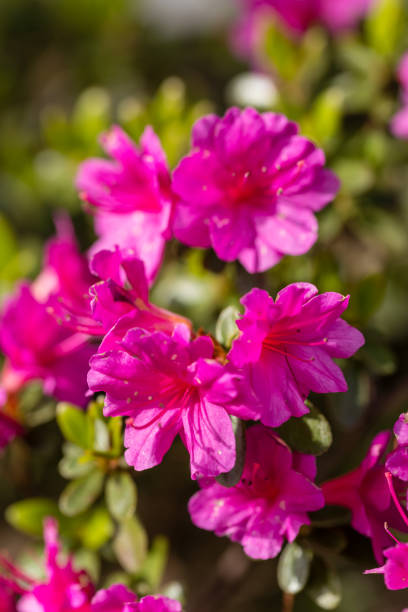 Pink azalea blossoms in a Rhode Island garden on a May morning