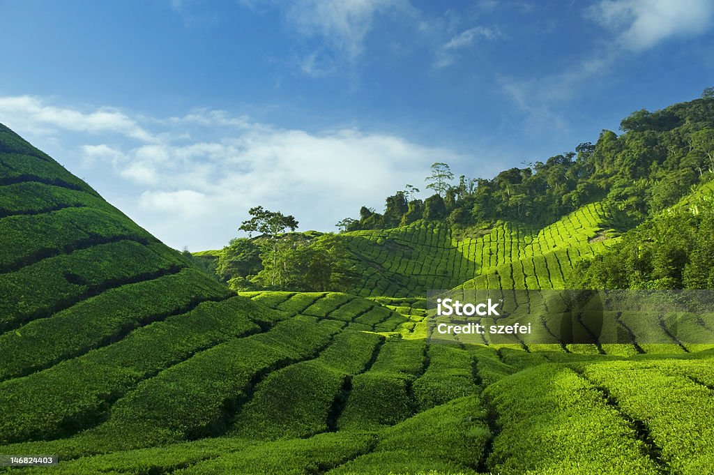Чай плантациях - Стоковые фото Азия роялти-фри