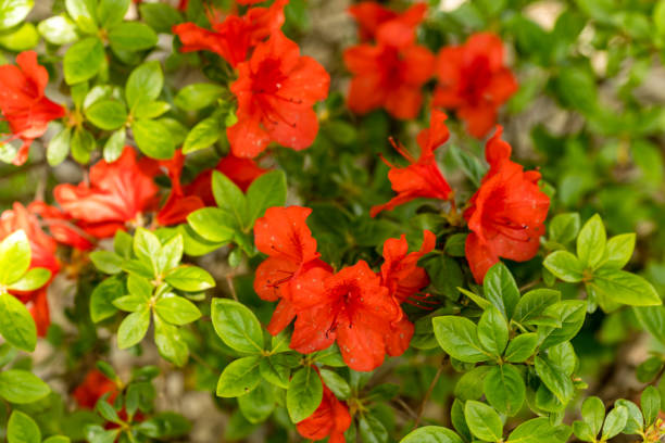 istock Rhododendron Northern Lights in a garden 1468244553