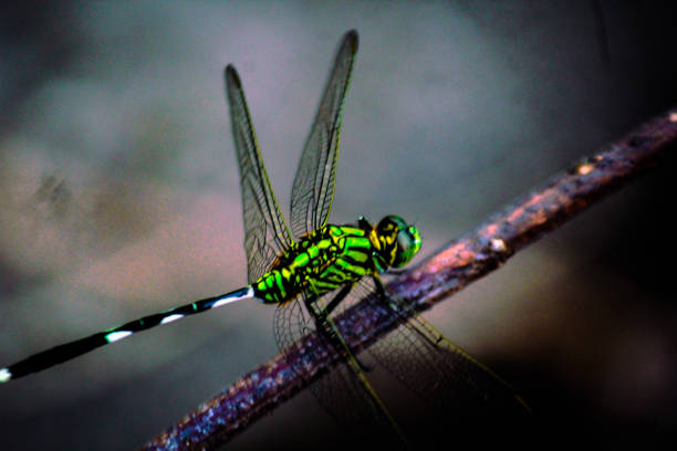 istock Green dragon fly in my garden 1468244810