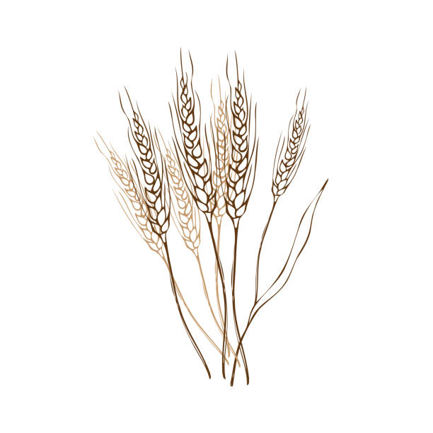 Hand drawn wheat ears sketch doodle. Bunch of wheat ears, dried whole grains. Cereal harvest, agriculture, bakery , farming, healthy food symbol. Design element. Vector Hand drawn wheat ears sketch doodle. Bunch of wheat ears, dried whole grains. Cereal harvest, agriculture, bakery , farming, healthy food symbol. Design element. Vector graphics threshing stock illustrations