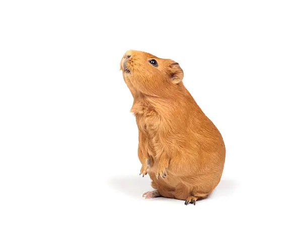 Guinea pig stands on its hind legs (ramps). Isolated on white background.