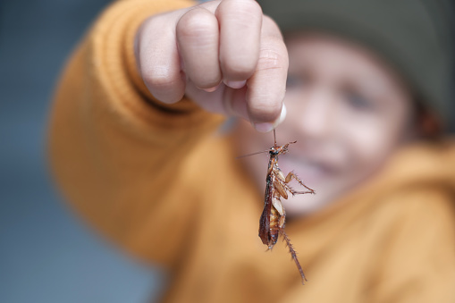 Close-Up Of Hand Holding Cockroach