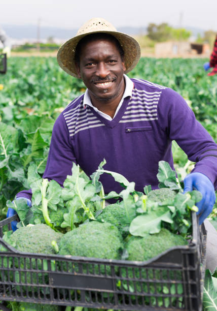 istock African man farmer harvesting broccoli at a farm 1468245270