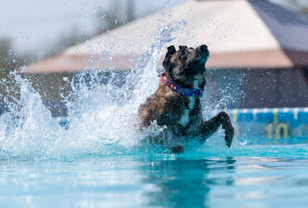 istock Belgian Malinois landing in a swimming pool 1468245961