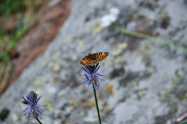 Colorfull butterfly in the green