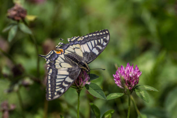 istock Colorfull butterfly in the green 1468246420