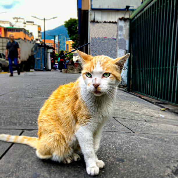 istock Cute cat in the street 1468246472
