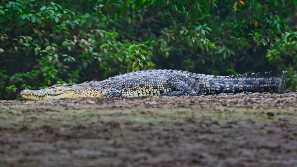 the saltwater crocodile (crocodylus porosus) - crocodile alligator australia animal teeth imagens e fotografias de stock