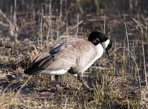Canadian Goose taking a rest at a local pond from its journey from the South.