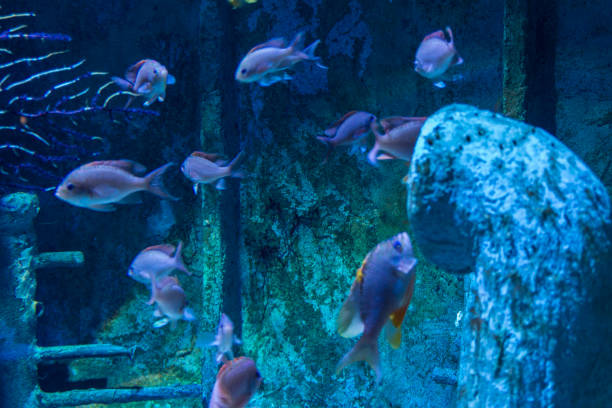 istock Various fishes swimming 1468247707
