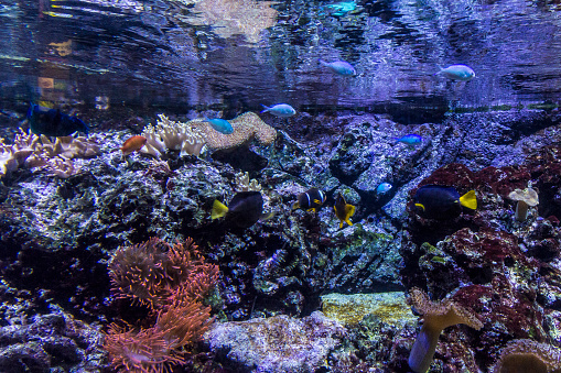 Exotic fish underwater