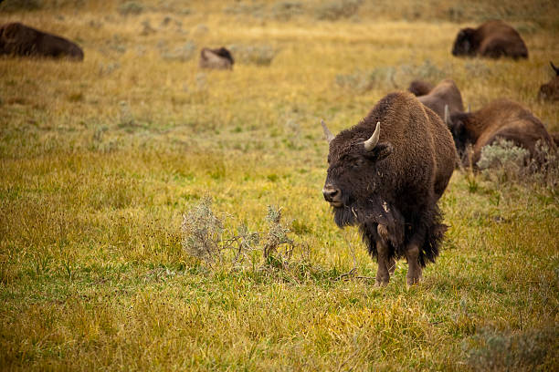 Lone Standing Bison stock photo