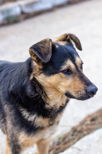 istock yard big dog close-up 1468247886