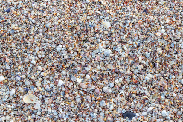 istock Shell close-up. The ocean coast. Background of seashells. View from above 1468248292