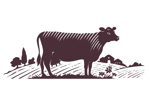 Jersey cow on the background of a farm, meadows, flowers. Vector engraved illustration
