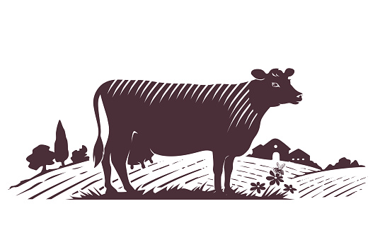 Jersey cow on the background of a farm, meadows, flowers. Vector engraved illustration