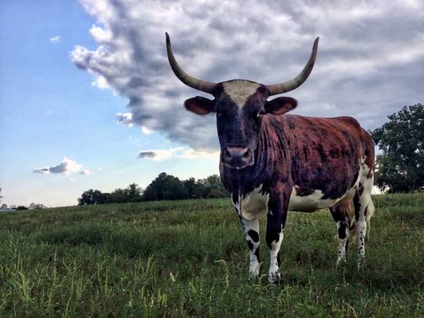 istock A brindle Pineywoods cow stands in a green pasture under a blue sky and dramatic clouds 1468249468