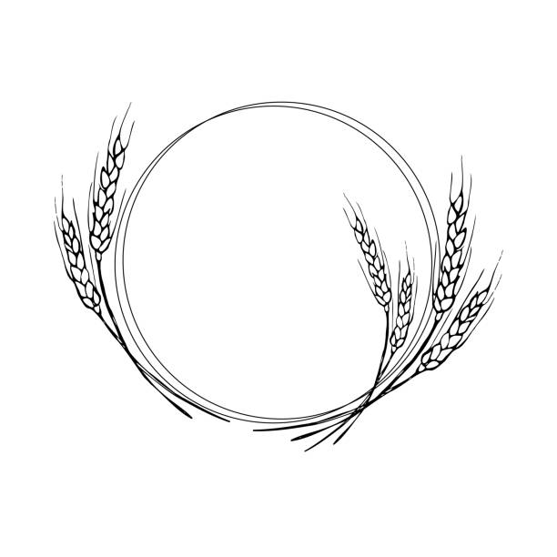Wreath frame from ears of wheat.A bunch of ears of wheat,dried whole grains.Cereal harvest,agriculture,organic farming,healthy food symbol.Ears of wheat hand drawn.Design element. Isolated background.Vector Wreath frame from ears of wheat.A bunch of ears of wheat,dried whole grains.Cereal harvest,agriculture,organic farming,healthy food symbol.Ears of wheat hand drawn.Design element. Isolated background.Vector illustration threshing stock illustrations