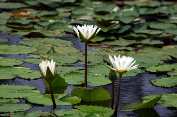 Three white lotus blossoms in a pond surrounded by lotus leaves, photographed during a sunny afternoon in Thailand. lotus flower symbol of religion.
