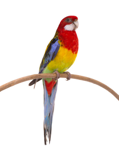 istock rosella parrot isolated on white background 1468249839