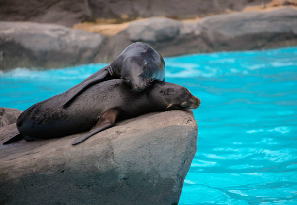 Fur seals rest during the day on high rock on the ocean. Two eared seals or southern fur seals sleep on rocky rookery.