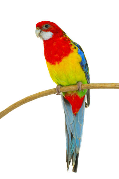 istock rosella parrot isolated on white background 1468249854