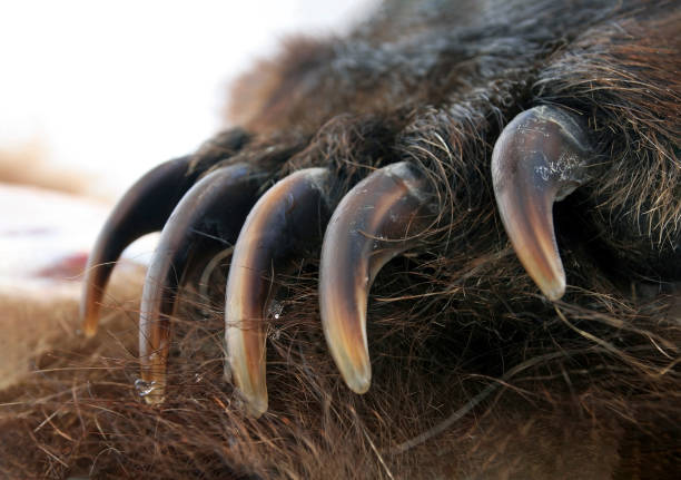 istock Right front paw and powerful claws of brown bear or grizzly. 1468249877