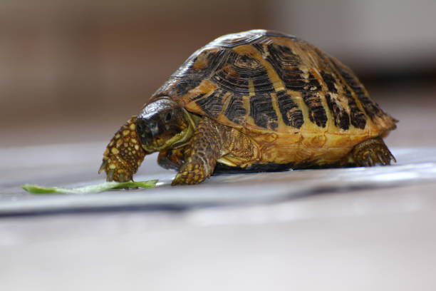 istock My little baby turtles 1468250084