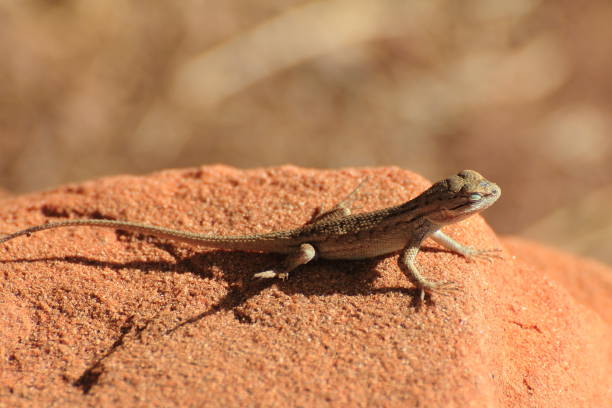istock Little lizard on the desert's rock 1468250157
