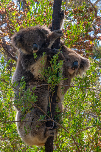 Mother koala with baby on her back, on eucalyptus tree.