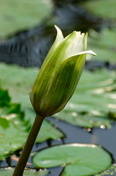 white lotus A single white lotus bud blooming in a pond covered by lotus leaves, photographed on a sunny day. white lotus stock pictures, royalty-free photos & images