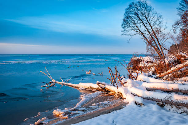istock Tree trunks on the riverbank after storm. 1468254279