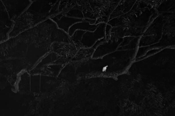 Horror view of A white pigeon sitting on tree bunch at night time at barodi lokhnath brahmachari ashram, Sonargaon