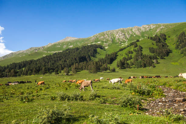istock Cows graze in the Sofia river valley. Russia 1468256483