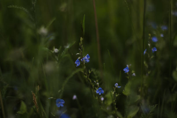 istock Beautiful veronica chamadris - blue flowers in summer. Floral background 1468257880