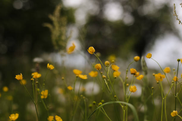 istock Buttercup yellow flowers in meadow on green grass background. Selective focus, blurred background 1468258476