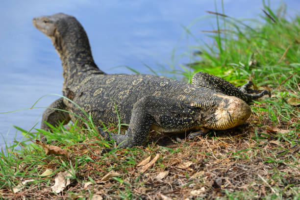 istock Giant lizard get hurt in a fight deformed tail 1468259469