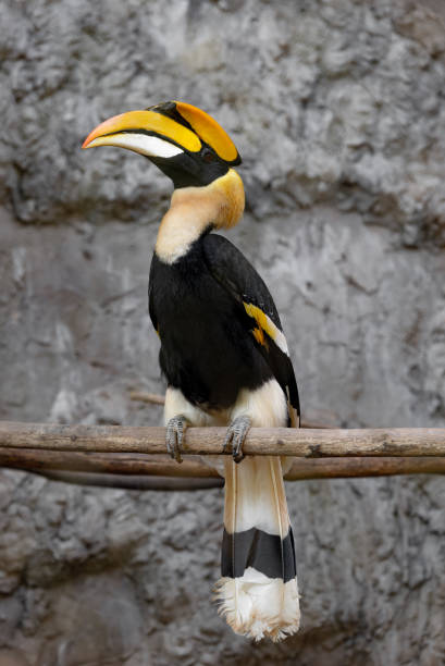 istock Great hornbill bird bright yellow and black casque 1468259654