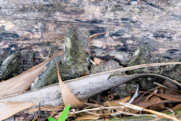 istock close up of tree trunks and dried leaves 1468261476