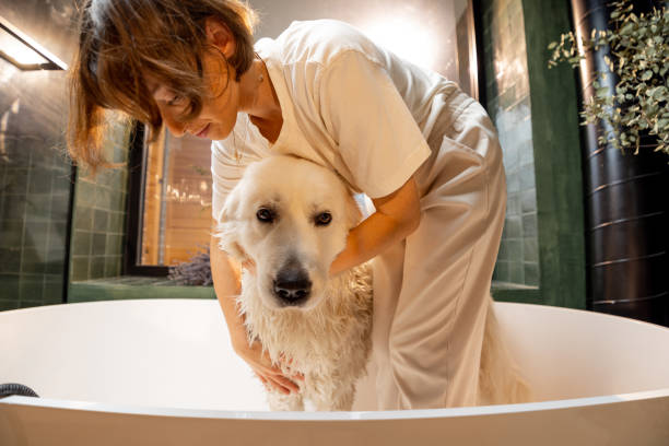 istock Woman soaps her dog in bathtub 1468262004